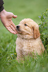 Labradoodle puppy