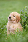 Labradoodle puppy