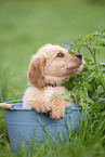 Labradoodle puppy in bucket