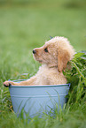 Labradoodle puppy in bucket