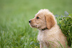 Labradoodle puppy portrait