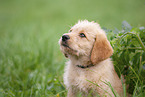 Labradoodle puppy portrait