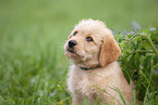 Labradoodle puppy portrait