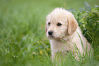 Labradoodle puppy