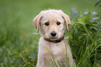 Labradoodle puppy portrait