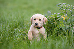 Labradoodle puppy