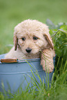 Labradoodle puppy in bucket