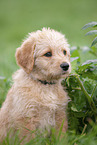 Labradoodle puppy