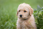 Labradoodle puppy portrait