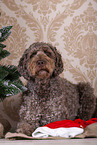 male brown Labradoodle