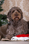 male brown Labradoodle