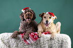 male brown Labradoodle