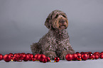 male brown Labradoodle