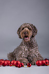 male brown Labradoodle