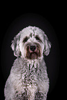 grey Labradoodle in front of black background