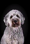 grey Labradoodle in front of black background