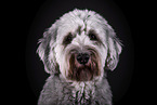 grey Labradoodle in front of black background