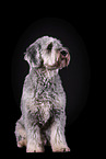 grey Labradoodle in front of black background