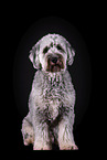 grey Labradoodle in front of black background