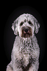 grey Labradoodle in front of black background