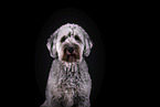 grey Labradoodle in front of black background