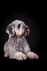 grey Labradoodle in front of black background