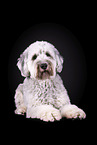 grey Labradoodle in front of black background