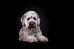 grey Labradoodle in front of black background