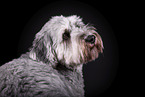 grey Labradoodle in front of black background