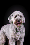 grey Labradoodle in front of black background