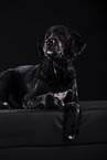 Labradoodle in front of black background