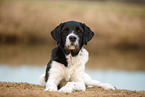 black-and-white Labradoodle