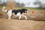 black-and-white Labradoodle