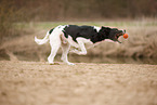 black-and-white Labradoodle