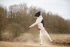 black-and-white Labradoodle