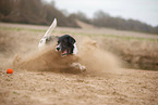 black-and-white Labradoodle