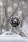 male Labradoodle