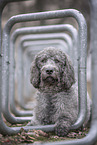 male Labradoodle