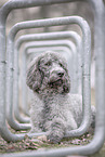 male Labradoodle