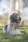 male Labradoodle