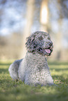 male Labradoodle