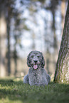 male Labradoodle