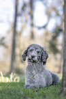 male Labradoodle