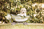 Labradoodle Puppy