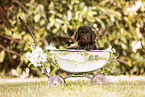 Labradoodle Puppy