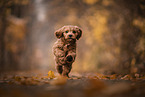 Labradoodle Puppy