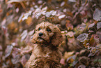 Labradoodle Puppy