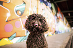 adult Labradoodle