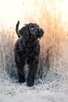 young Labradoodle