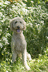 Labradoodle